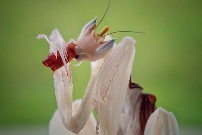 Close-up of insect on white flower