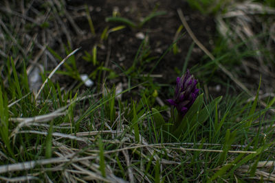 Close-up of purple crocus flowers on field