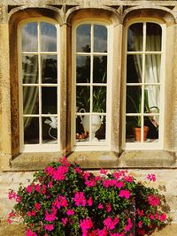 Close-up of plants against window