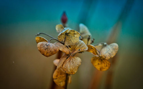 Close-up of wilted orchid