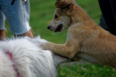 Dog lying down on land