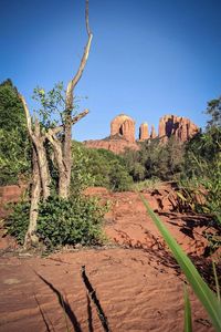 Plants growing on rock against blue sky