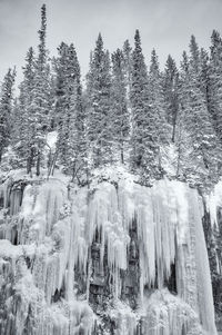 Low angle view of frozen trees in forest during winter