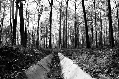 Scenic view of forest