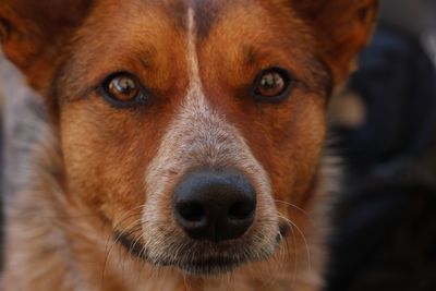 Close-up portrait of dog