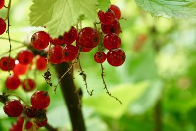 Close-up of red berries growing on tree