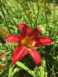 Close-up of day lily blooming outdoors