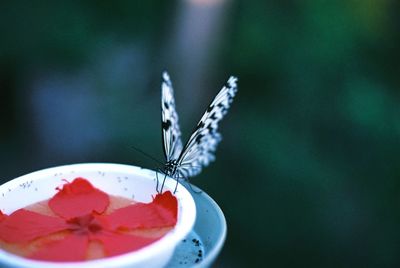 Close-up of butterfly on red flower