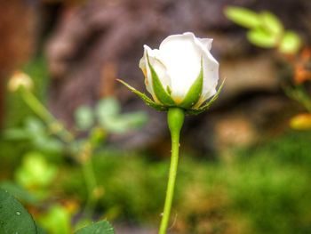 Close-up of flower against blurred background