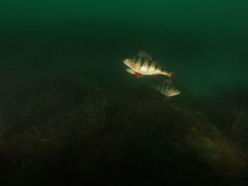 Close-up of fish swimming in sea