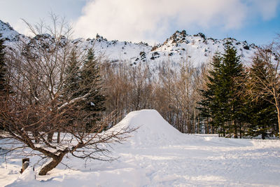 Snow covered trees against sky