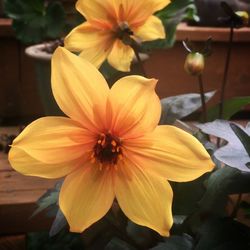 Close-up of yellow flower