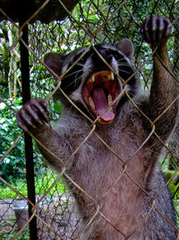 Close-up of cat yawning