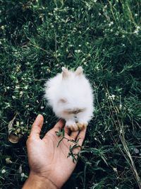 Person holding rabbit on grass