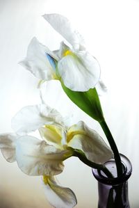 Close-up of white flower