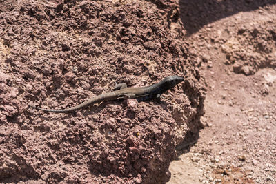 High angle view of a lizard