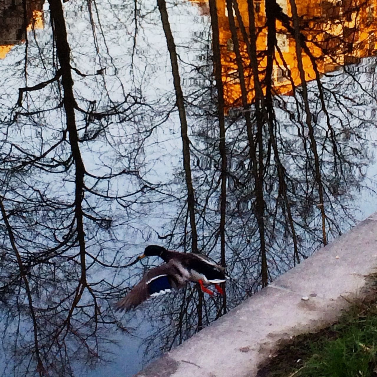 animal themes, animals in the wild, one animal, bird, wildlife, tree, bare tree, branch, lake, water, nature, full length, duck, vertebrate, no people, outdoors, two animals, reflection, beauty in nature, zoology