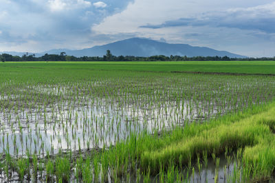 Scenic view of farm against sky