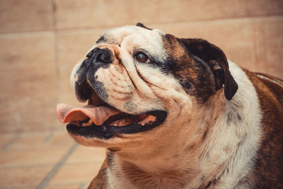 Close-up of a dog looking away