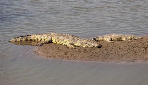 View of an crocodile on the beach