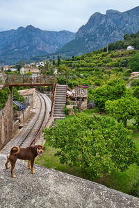 View of a horse on landscape against mountain range