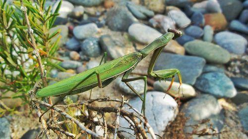 Close-up side view of praying mantis