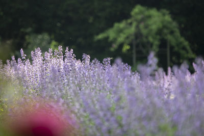 Close-up of purple flowering plants on field