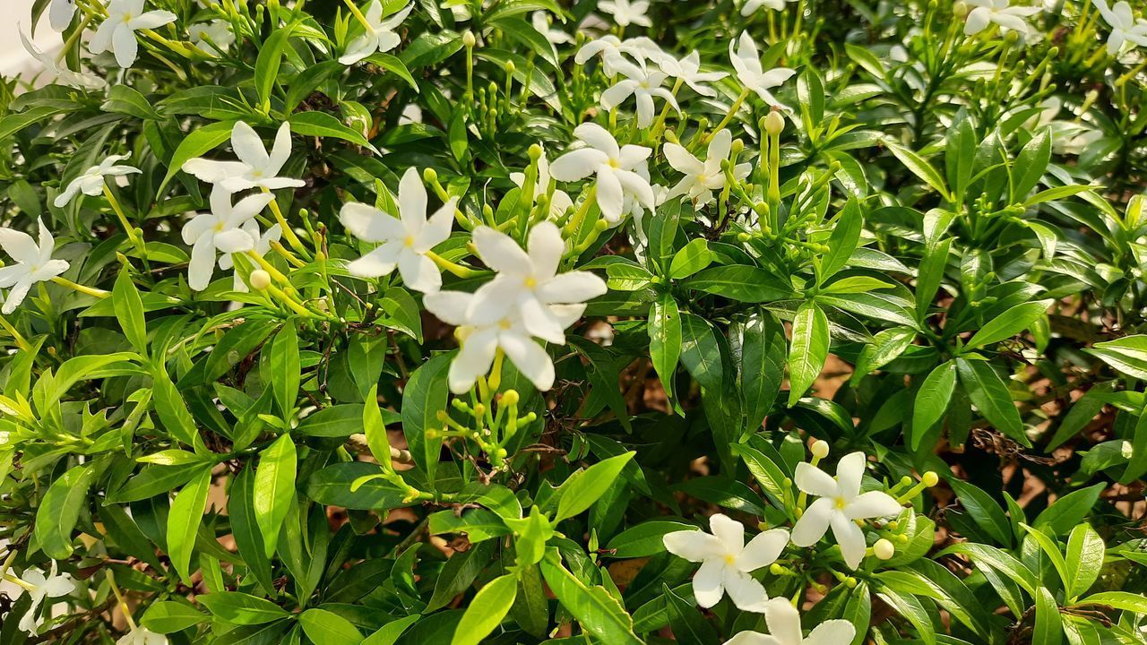 CLOSE-UP OF WHITE FLOWERING PLANTS AND LEAVES