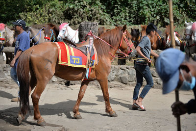 Man with horse walking on sand