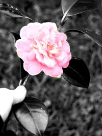 Close-up of pink rose