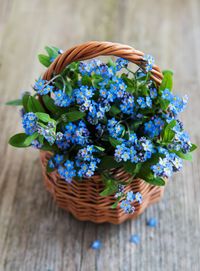 Forget me not