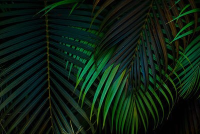 Close-up of palm leaves