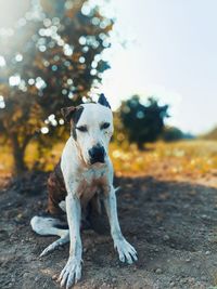 Close-up of dog