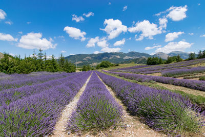 Scenic view of lavender field against sky