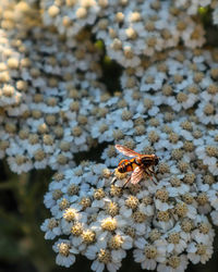 Close-up of butterfly pollinating on flower