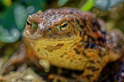 Close-up portrait of a common toad in early mornig light