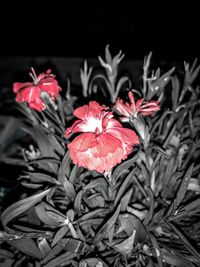 Close-up of red flowers blooming against black background