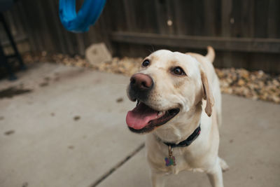 Happy labrador puppy looking up in backyard.