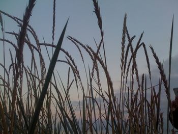 Plants growing on landscape