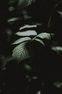 Close-up of dry leaves on field