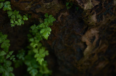 Close-up of moss growing on tree trunk