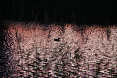 View of birds in water at night