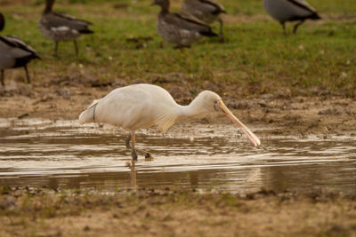 Side view of a bird in water