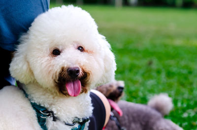 An adorable smiling white poodle which in dog leash stay with owner while walking at the park.