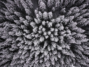 Full frame shot of frozen plants