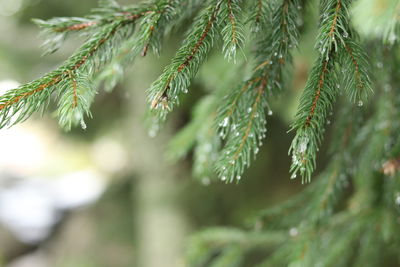 Close-up of pine tree leaves