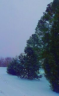 Trees against sky