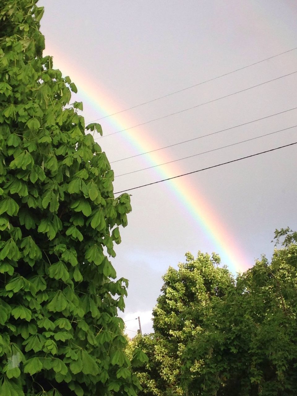 tree, low angle view, sky, green color, rainbow, beauty in nature, nature, growth, scenics, tranquility, tranquil scene, cloud - sky, leaf, idyllic, green, outdoors, sun, cloud, no people, plant