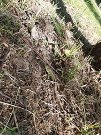 High angle view of plant on field