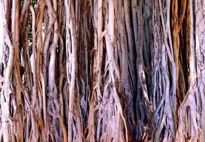 Full frame shot of tree trunk